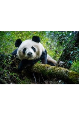 panda